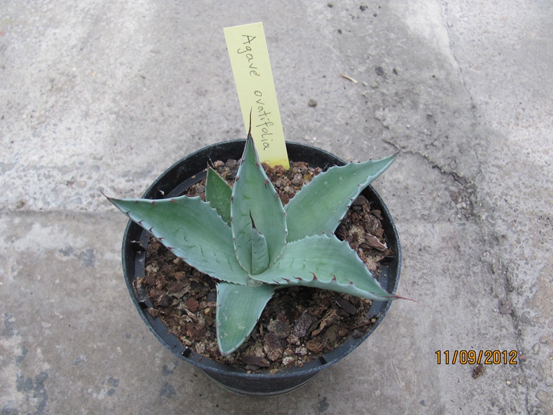Agave ovatifolia dm 15cm - BIO